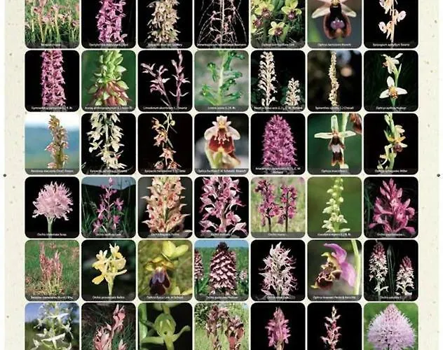 Radiant Orchid Lägenhet