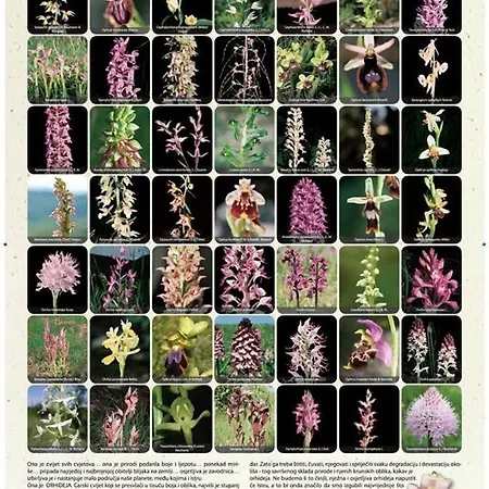 Radiant Orchid Апартаменты